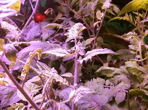 Building an Inexpensive Aeroponics System