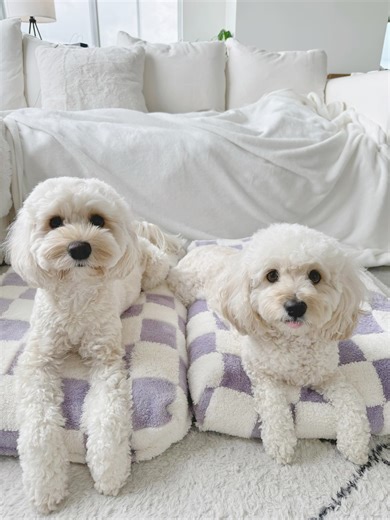 10K views · 133 reactions | Elevate your pet's crate from functional to fabulous with the Waterproof Pet Mattress. A blend of style, comfort, and durability awaits. : @lacy.ellie_cockapoo | Lesure Pet | Facebook