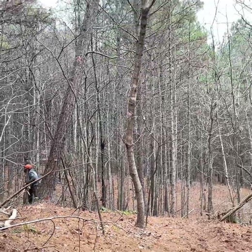 Watch the Exact Moment This Timber Gives Way #satisfying #chainsaw