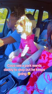 🌸Coco we are on a 6hour road trip to go see Damion Tripp #yorkiemom #yorkielife | Collins Love