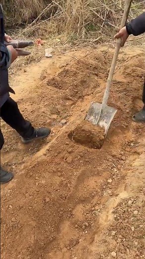 Tips for growing sugar cane in one pit and one pit for agriculture, rural areas and farmers. Tip