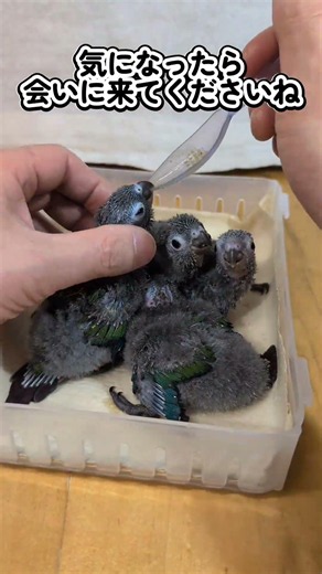 ウロコとマメ 2026 5 26