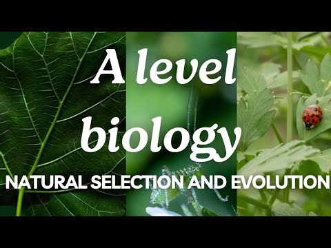 A Level Biology Edexcel A SNAB: Topic 4: Natural Selection and Evolution