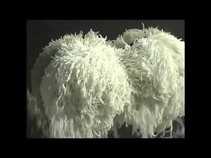 Twin Dome Granulator™ Extruder