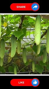 14K views · 156 reactions | Growing Cucumbers Complete Guideline 勒勒 | Small Vegetable Garden | Facebook