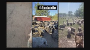 Preston Hollow home covered in pumpkins, for a good cause