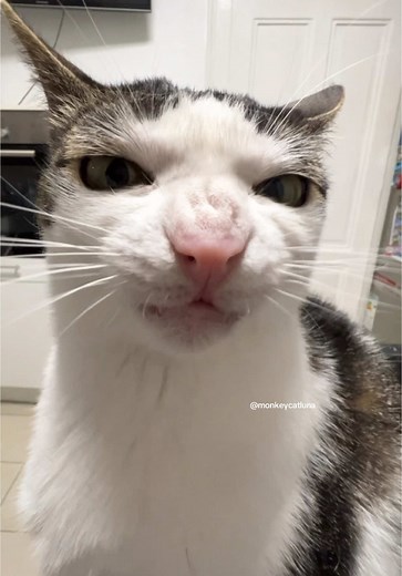 Crunchy Cats: Adorable Moments with Watermelons