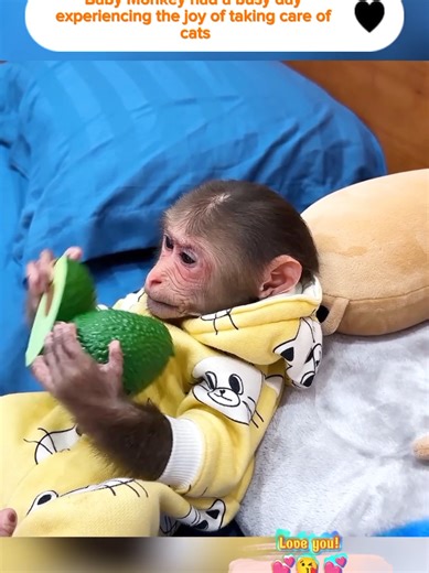Baby Monkey Takes Care of Cats