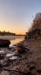 45K views · 235 reactions | Witness a tense moment 'caught on camera' as a `wolf` approaches a beaver on a `river` bank. This intense `predator vs prey` encounter quickly escalates into a `wildlife` struggle as the beaver attempts to flee. The determined beaver manages a dramatic `escape` into the water, showcasing nature's instinct for survival.#Wildlife #AnimalVideos #Animal #Animals | Rescue Stories | Facebook