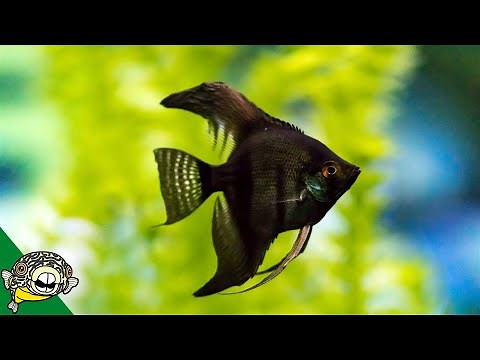 Do these fish go with an Angelfish? Unboxing.