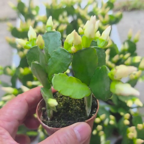 WHITE 2" Easter Cactus Cactus HOLIDAY White Orange Fuchsia Pink Light - Etsy