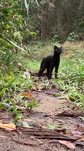 Un très rare chat tigré du sud brésilien mélanique ! (Leopardus guttulus) est un petit félin de la famille des félidés. Il est originaire du sud du Brésil, du Paraguay et du nord de l'Argentine. Le chat tigré du sud brésilien est un animal de petite taille, avec une longueur moyenne de 50 à 60 cm et une queue de 20 à 30 cm. Il a un pelage brun orangé avec des taches noires. Sa tête est ronde et ses oreilles sont petites et pointues. Le chat tigré du sud brésilien est un animal nocturne. Il se no