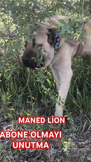 Maned Lion 🦁 & Black Panter 🐆 (Anatolian Kangal) 🐾🐶🔥 #shorts