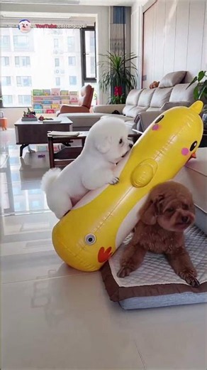 😂 Funny Color Makeover Backfires! Bichon Becomes a Wobbling Toy! 🐥🎨 #shorts #funnydogs #dogcomedy