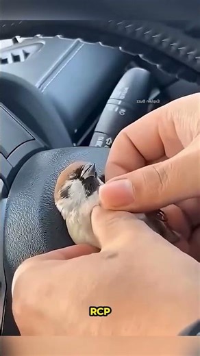 How One Man Saved a Bird with CPR and Patience