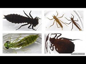 ヤゴ採集