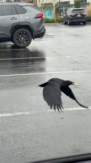 Discovering Crows: A Call to Nature