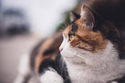 11 Calico Cat Spiritual Meanings and Symbolism