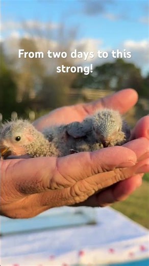 From Fragile to Fighting — Lorikeet Babies #birds #parrot
