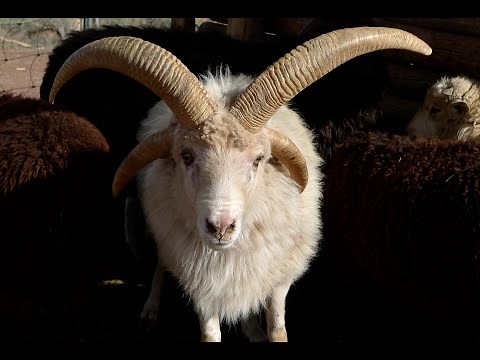 A GIFT FROM TALKING GOD (The Navajo Sacred Sheep)