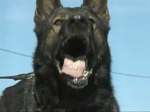 Military Working Dogs (MWD) at Lackland AFB, TX - "B-Roll" footage 2009