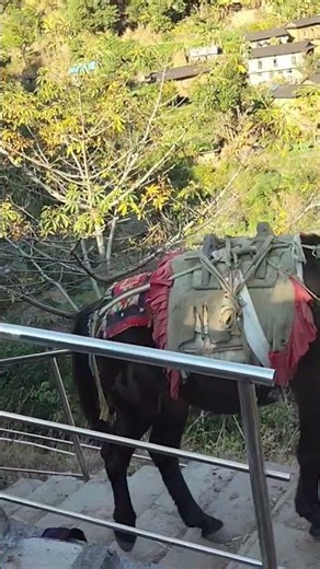 rukum purba#rukummaikot