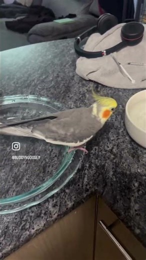 Two Cockatiels, Two Bowls, Zero Sharing!