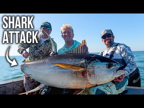Shark Attacks our MASSIVE 200lb Tuna!