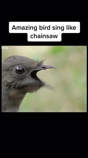 Chainsaw-Like Bird Singing Phenomenon