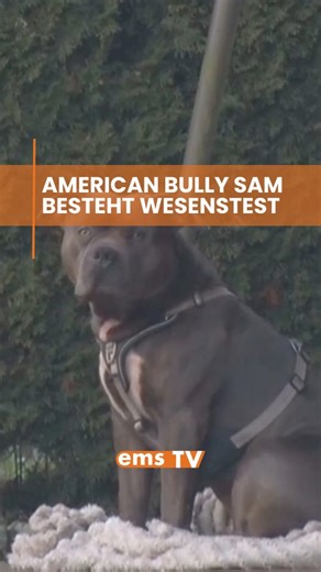 🐾 Nach dem tragischen Vorfall im Januar ist die Entscheidung über die Zukunft des American Bullys Sam gefallen. | Ems TV