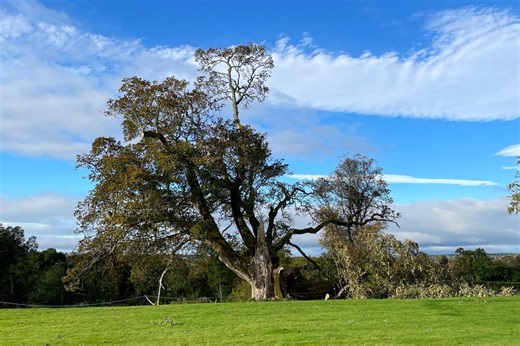 400-year-old tree planted by King James VI severely damaged by Storm Amy