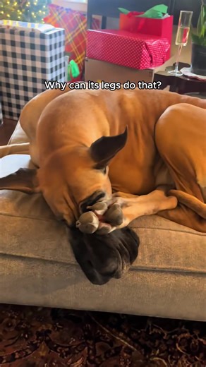 Meet the Giant: Fun Moments with Great Danes