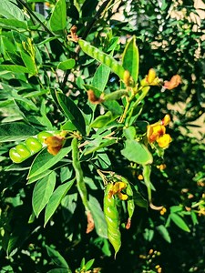 Medicinal Shrubs 101: Pigeon Pea | The Weeds and Seeds Guy