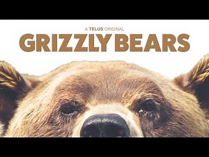 Grizzly Bears - Ambient 4K