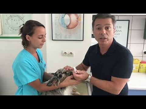 Comment instiller un collyre à mon chien lors de recouvrement par la troisième paupière