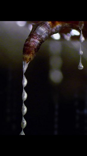 #planetearthseason #documentary #tiktok | glow worm