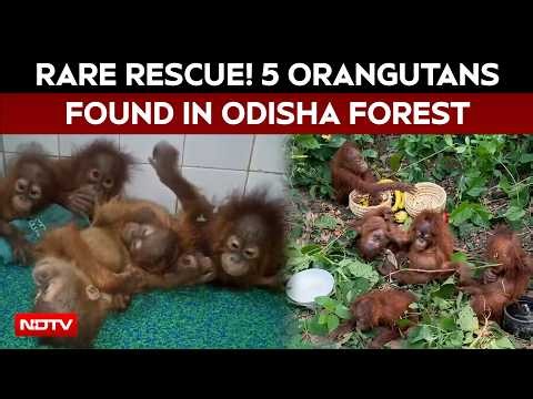Odisha Orangutan | Rare Rescue In Odisha: 5 Baby Orangutans Found In Forest, Shifted To Zoo