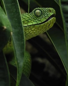 3.8K views · 97 reactions | Zzzzzz  The Western Bush Viper (Atheris...