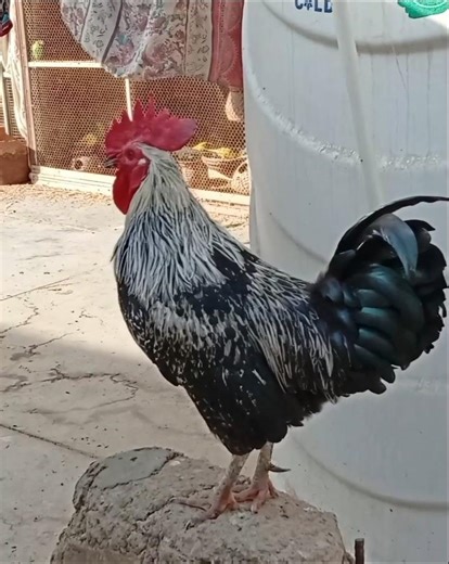 Chicken rooster crowing in the morning 🐓 #birds #rooster #chicken