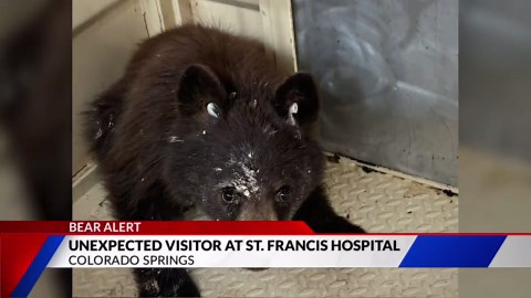 Bear cub found in St Francis Hospital parking garage