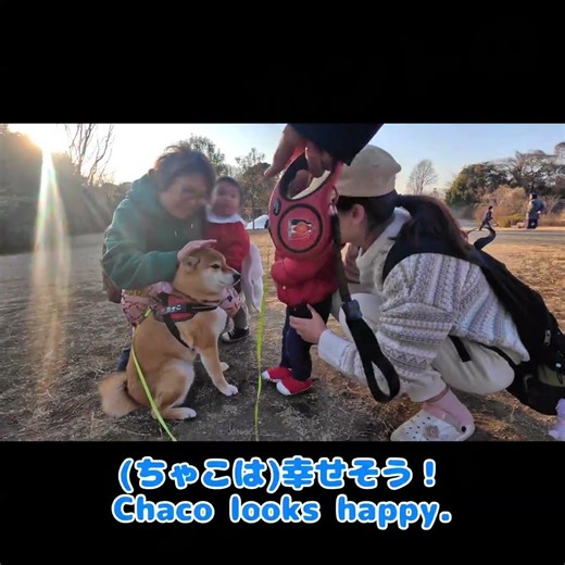 He actually touched a real dog! A one-year-old boy bravely touched Shiba Inu Chako for the first ...