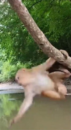 A realistic macaque is perched on the limb, fighting to stay awake; its eyes are closing heavily