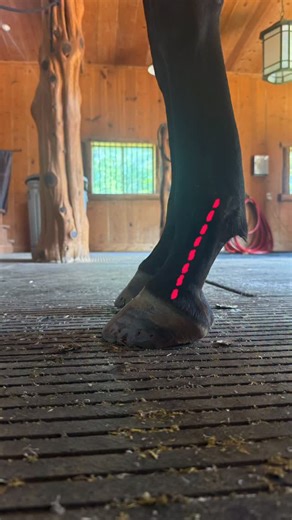 Is your Horse🐴🐴🐴 dropping leads??? Utilizing the FREEDOM SHOE along with mapping your horse’s foot and finding the center of rotation is a powerful combination that will get fluffy sound again! #hunterjumper #equestrian #dressage #dressagehorse #hunterjumpers #texas #rockwalltexas #mckinneytexas | Purdy Horseshoeing LLC