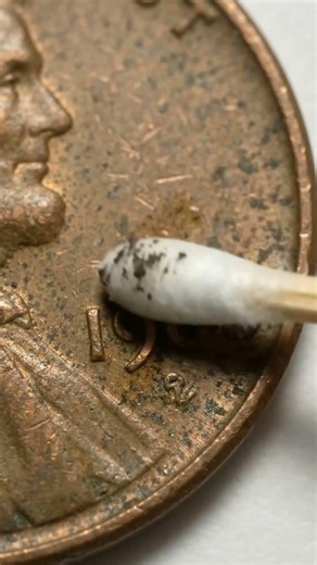 What's Hiding in Your Pocket Change? 1960 Small Date Over Large Date Penny #coins #rare