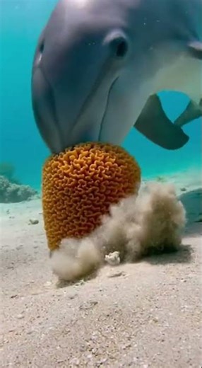 Dolphins Use Tools Like Humans Too #shorts #animals #wildlife #nature #dolphin