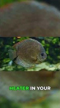 Your discus fish hates your tank setup #aquarium #fishkeeping #discusfish