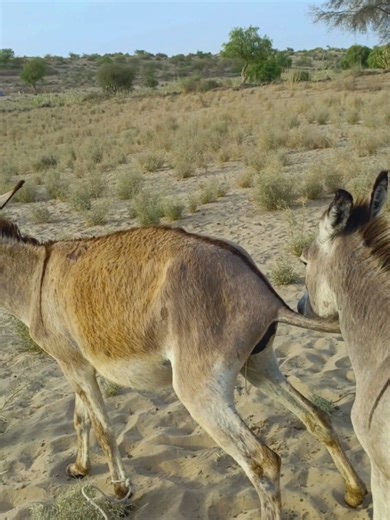 Effective Language Learning Techniques Tutorial