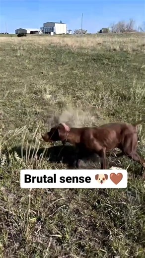 GSP Planet | German Shorthaired Pointer on Instagram: "The video features an 11-second clip of a German Shorthaired Pointer running across an open field before suddenly stopping, turning, and locking into a classic pointing stance in response to scent. Posted by, the dog’s owner @callawaybirddogs, a German Shorthaired Pointer–focused account on Instagram, the video gained approximately 2.1 million views and 244,000 likes within hours of being shared. Viewer replies quickly filled with debate, pr
