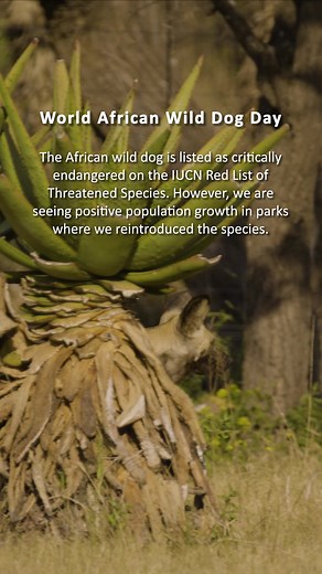 2.2K views · 74 reactions | Today is #WorldAfricanWildDogDay, and we celebrate the gains in restoring this critically endangered species. #wildlifeconservation #africanwildog #africanparks | African Parks | Facebook