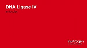 DNA Ligase IV antibodies from Thermo Fisher Scientific